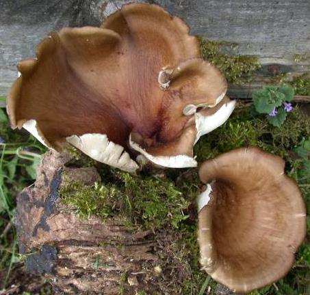 polypore bai