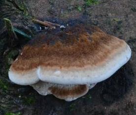 polypore balsamique