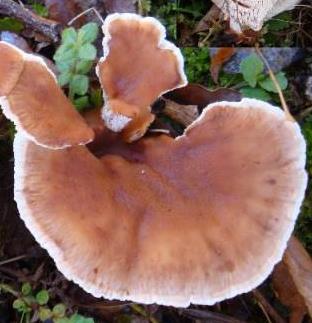 polypore bisannuel