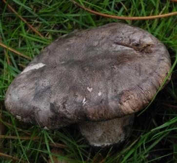 polypore blanc et noir