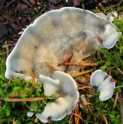 polypore bleute des coniferes