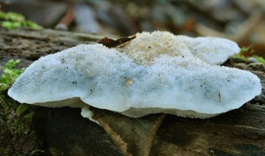 polypore bleute des feuillus