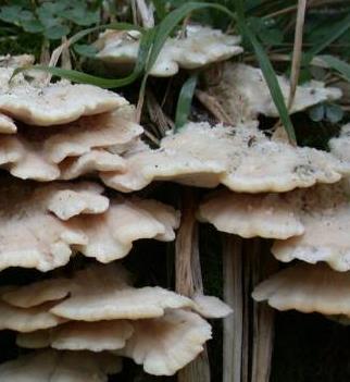 polypore boreal