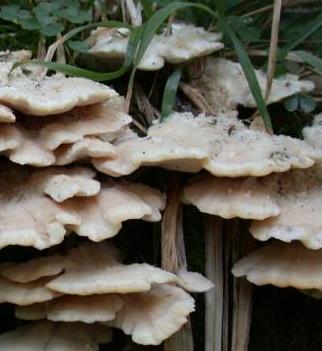 polypore boreal