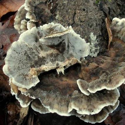 polypore brule