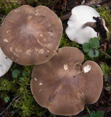 polypore cilie