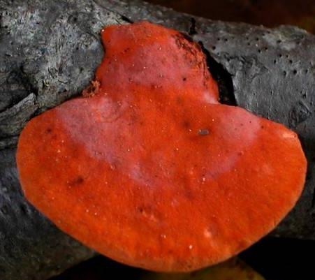 polypore cinabre