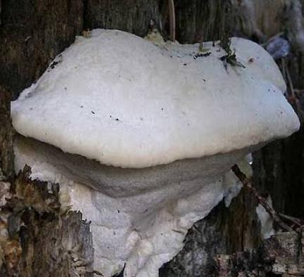 polypore cotonneux