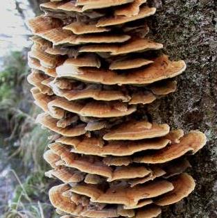 polypore de l'aulne