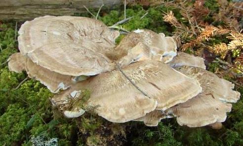 polypore des montagnes 