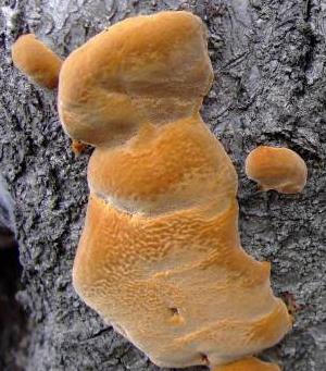 polypore des vergers