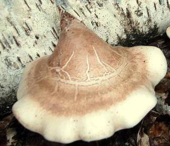 polypore du bouleau