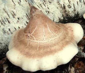 polypore du bouleau