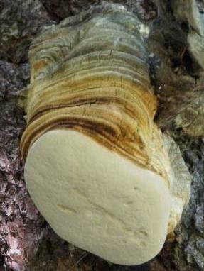 polypore du meleze