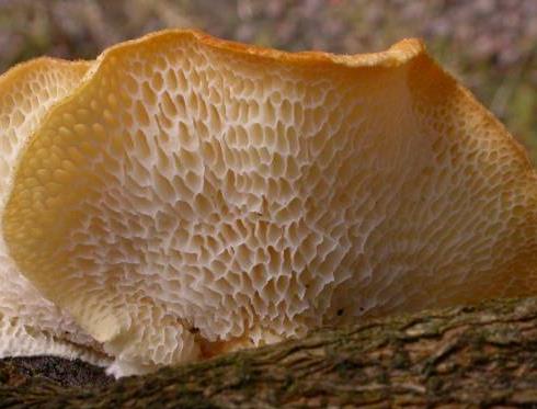 polypore du murier