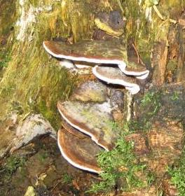 polypore du rond des pins