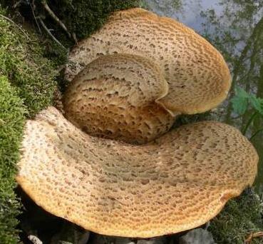 polypore ecailleux