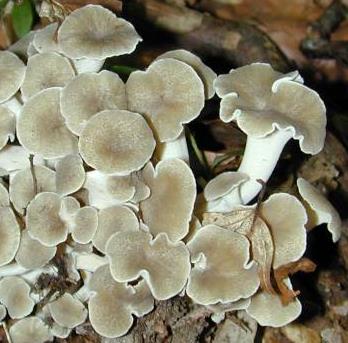 polypore en ombelle