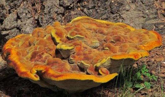 polypore eponge