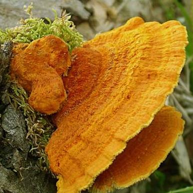 polypore flamboyant