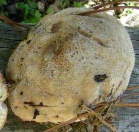 polypore fuligineux