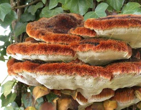 polypore herisse