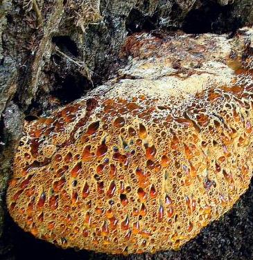 polypore larmoyant