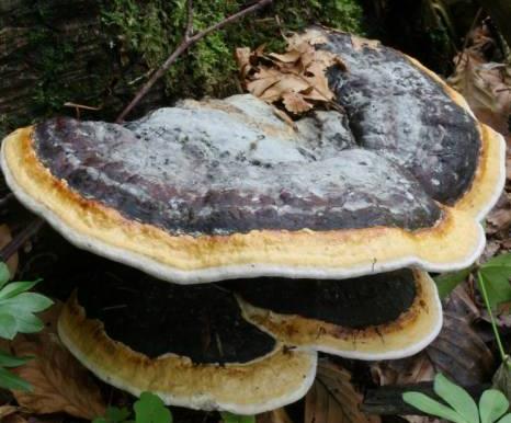 polypore margine