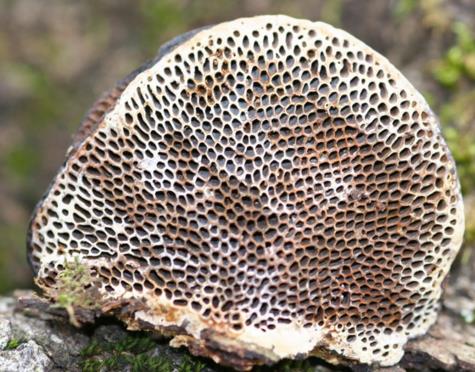 polypore nid d'abeilles