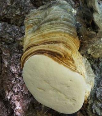 polypore officinal