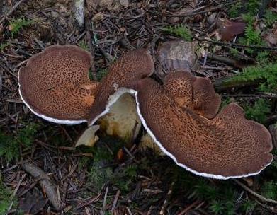 polypore pied de chevre