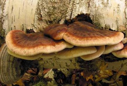 polypore resineux