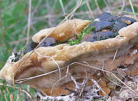 polypore rouille