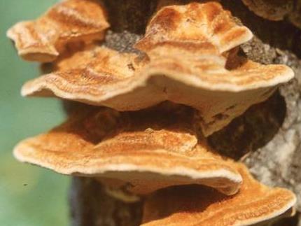 polypore roux