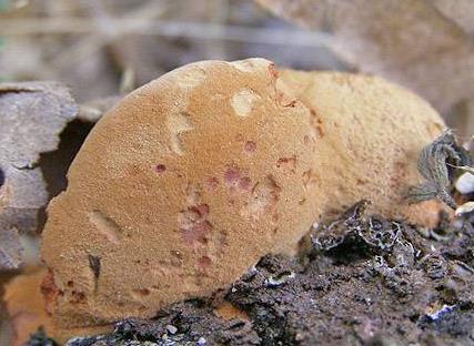 polypore rutilant