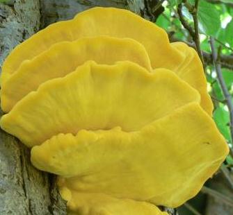 Polypore soufré