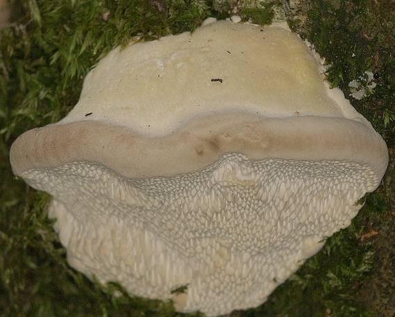 polypore souris