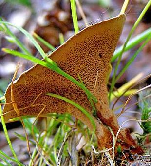 polypore tomenteux