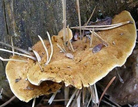 polypore triangulaire