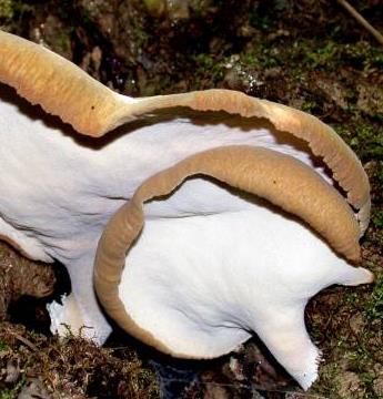 polypore variable