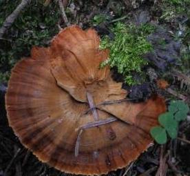 polypore vivace