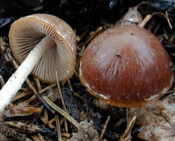 psathyrelle des charbonnieres