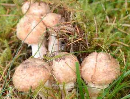 psathyrelle tete de meduse