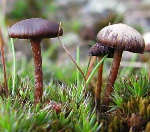 psilocybe a pied fonce