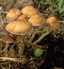 psilocybe a spores rhombodales