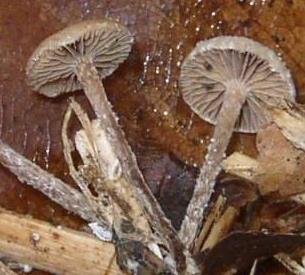 psilocybe a toupet