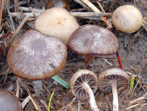 psilocybe des excrements