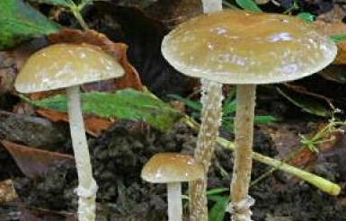 psilocybe ecailleux