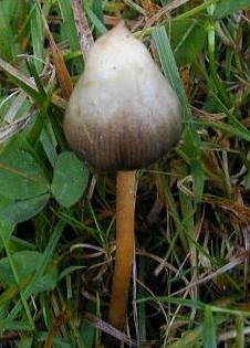 psilocybe lanceole