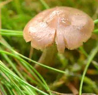 psilocybe modeste